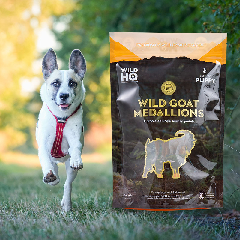 Färgglad miljövänlig digitaltryck-kaffepåse med låg påse